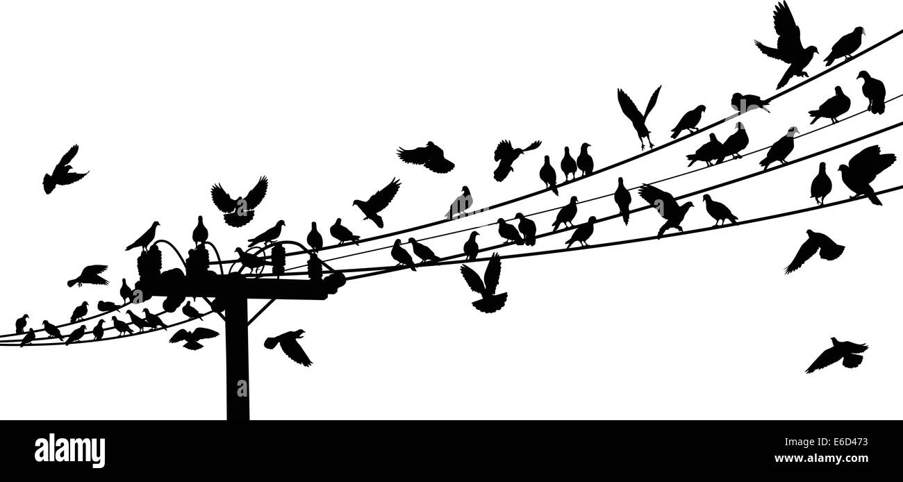 Vector silhouettes of birds roosting on telegraph wires Stock Vector