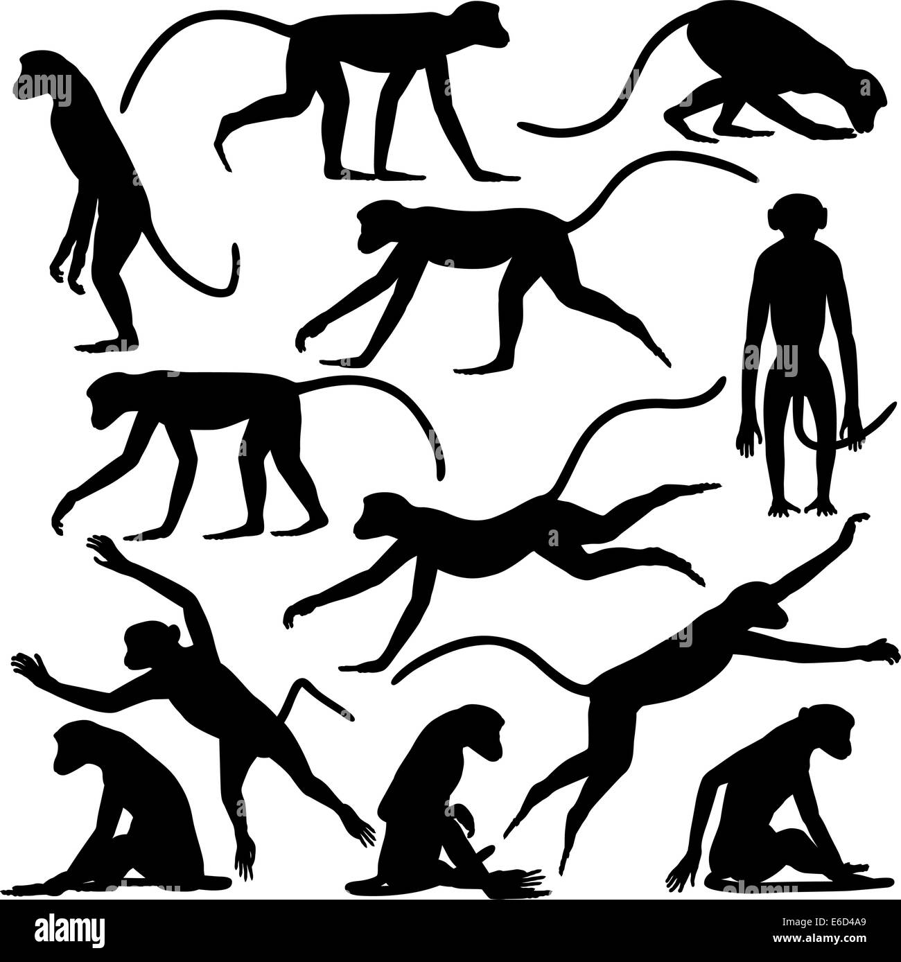 Set of editable vector silhouettes of langur monkeys in different poses Stock Vector