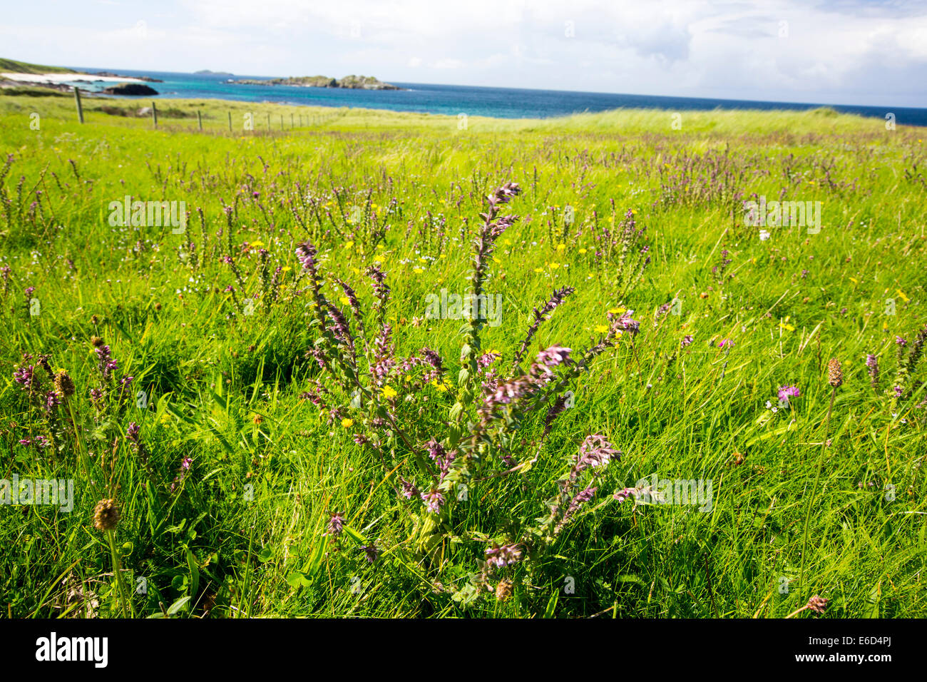 Machair, a sandy grassland habitat rich in wild flowers unique to the Hebridean islands on Iona, off Mull, Scotland, UK. Stock Photo
