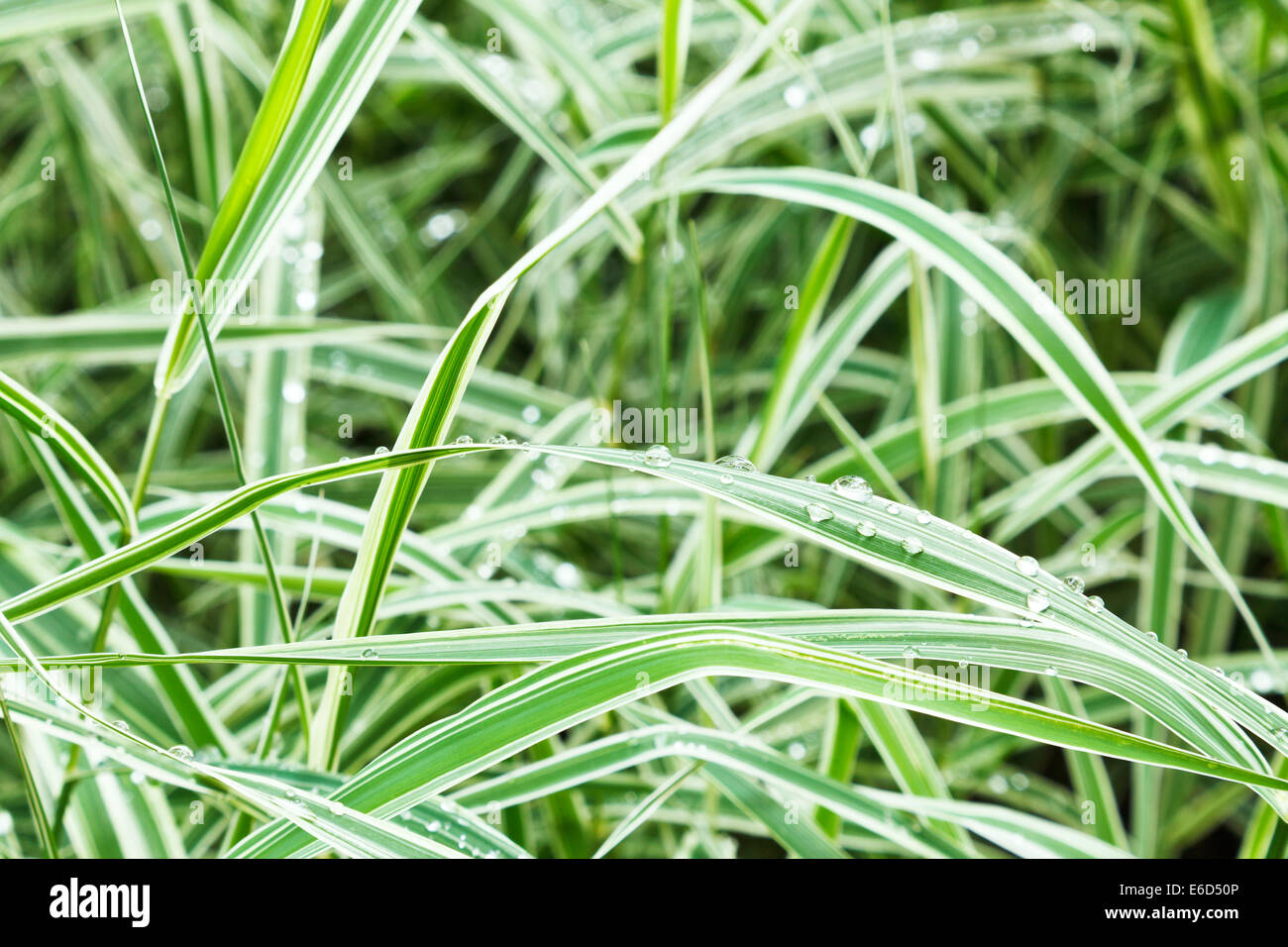 wet green blades of carex morrowii japonica decorative grass after rain Stock Photo
