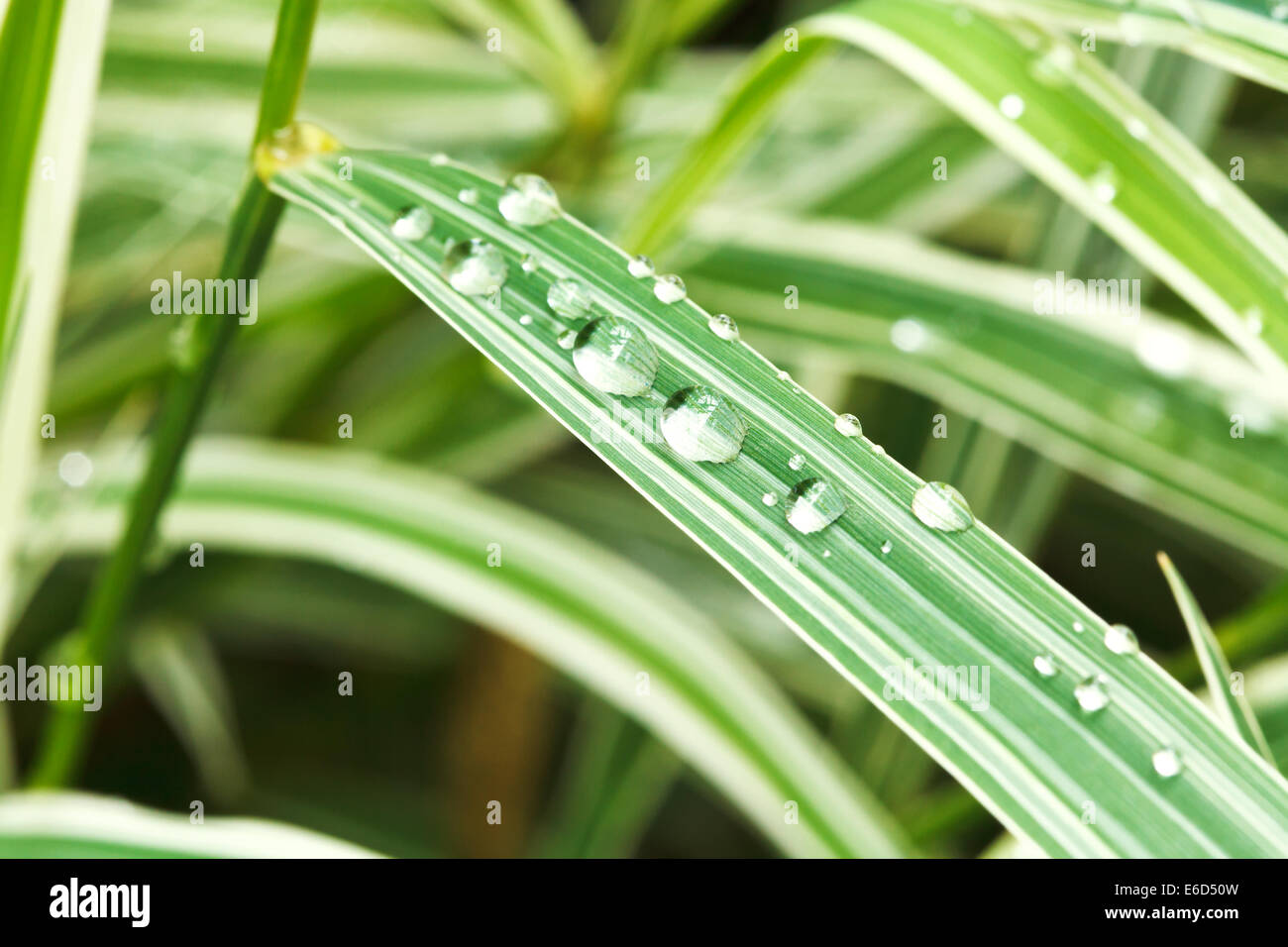 rain drops on green leaves of carex morrowii japonica close up Stock Photo