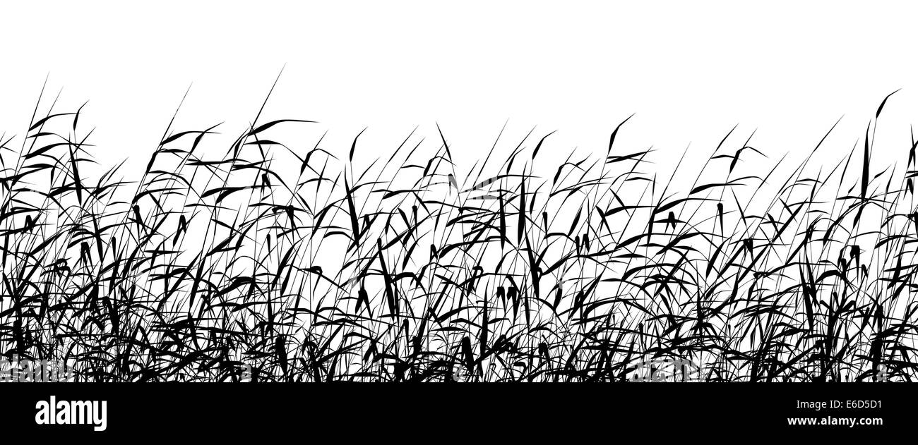 Fringe of reeds Black and White Stock Photos & Images Alamy