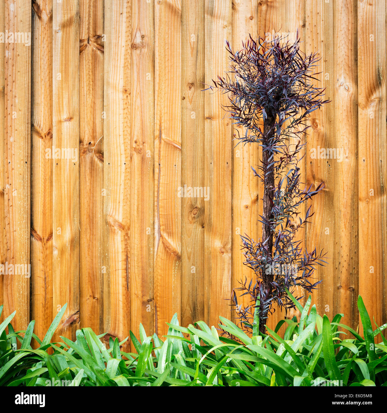 Landscape design background of multi coloured leaves and new wood panel fence Stock Photo
