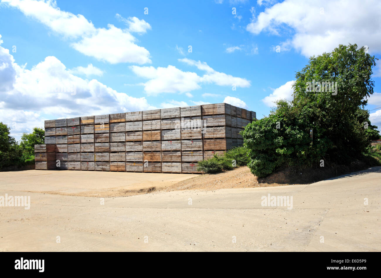 A store of large boxes on a Norfolk farm in readiness for harvesting a