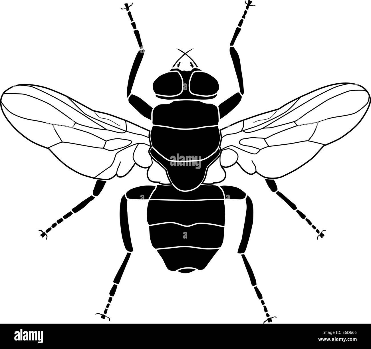 Vector illustration of a common fly Stock Vector