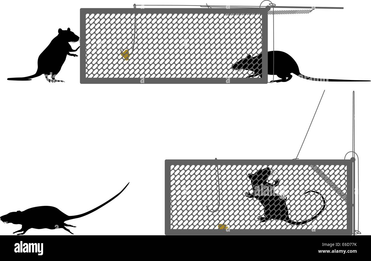 Editable vector illustration of a rat getting caught in a humane trap Stock Vector
