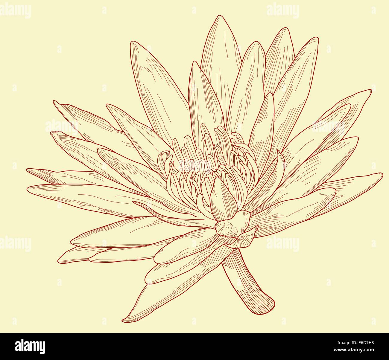 Editable vector illustration of a water lily flower Stock Vector