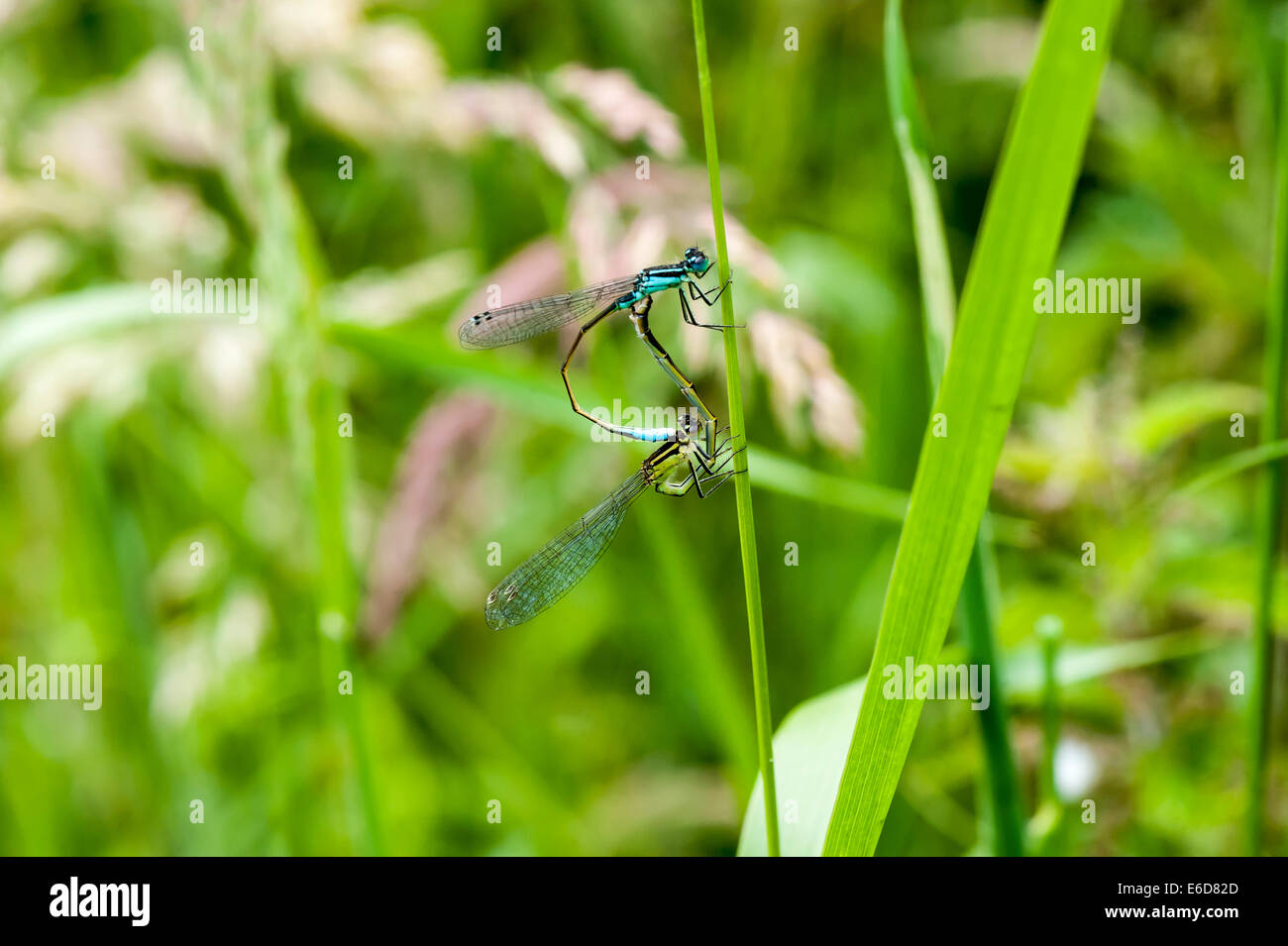 Damselfly details plants hi-res stock photography and images - Alamy