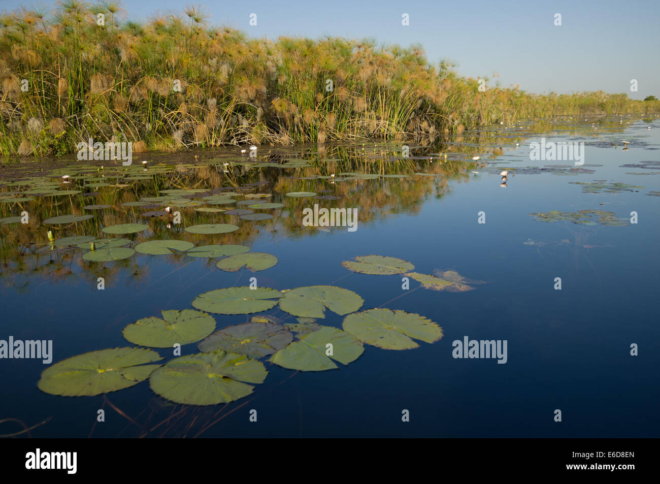White water lily (Nymphaea lotus) flowers and lily pads with Papyrus Sedge (Cyperus papyrus), behind, in a waterway of the Shinde Lagoon,  Okavango Delta, Botswana Stock Photo