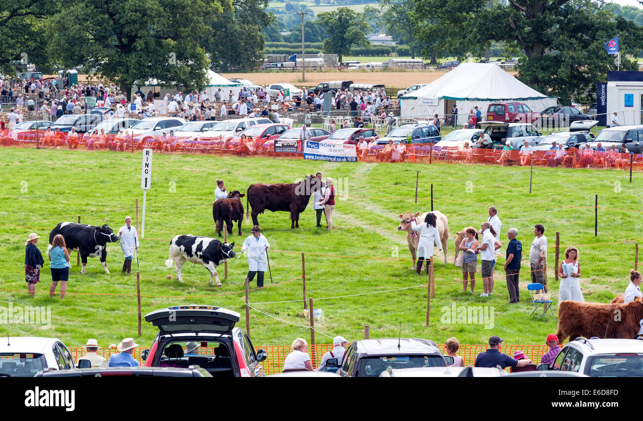Cattle being judged in the main ring at Ryedale agricultural show Stock Photo