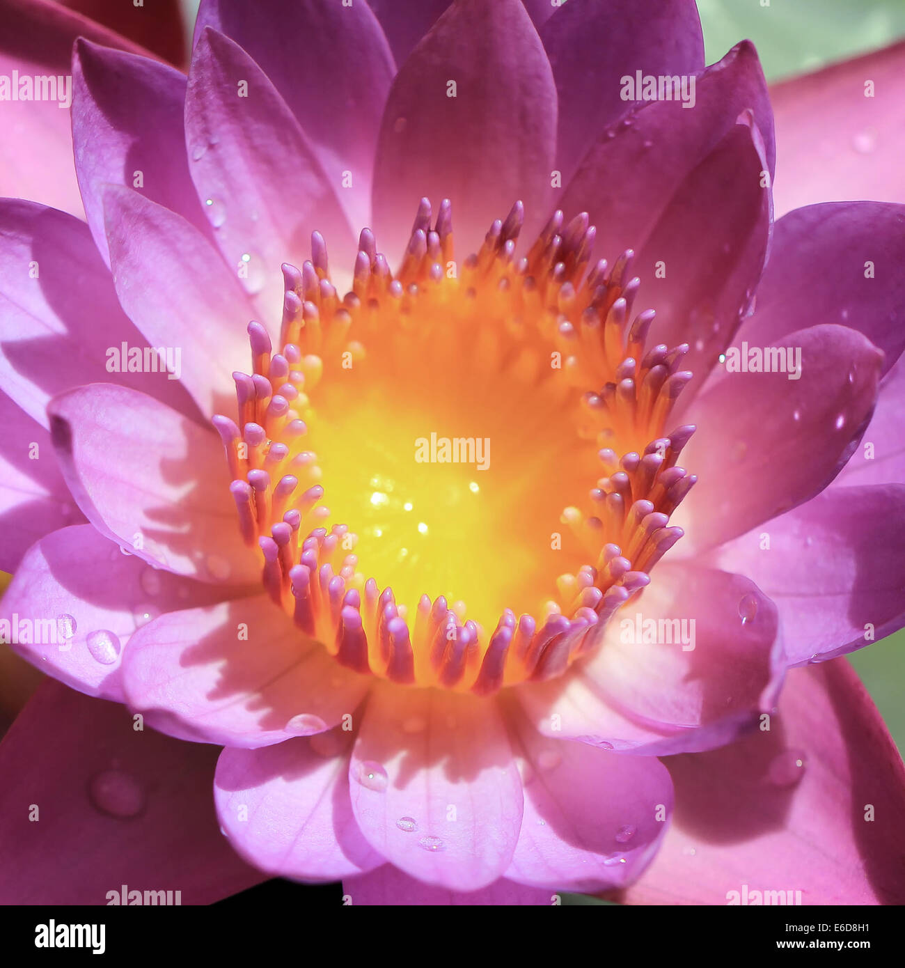 closeup of blooming water lily flower Stock Photo - Alamy