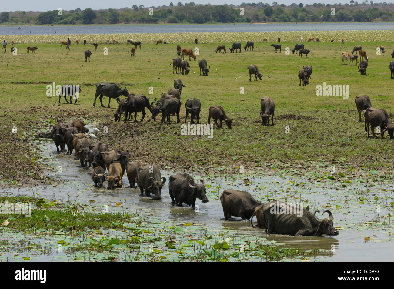Line of water buffalo (Bubalus bubalis) walking through a swamp, near Yala National Park, Sri Lanka Stock Photo
