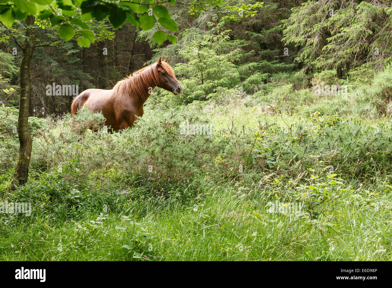 Pony grazing freely in woodland on the Quantock Hills in Somerset. Stock Photo