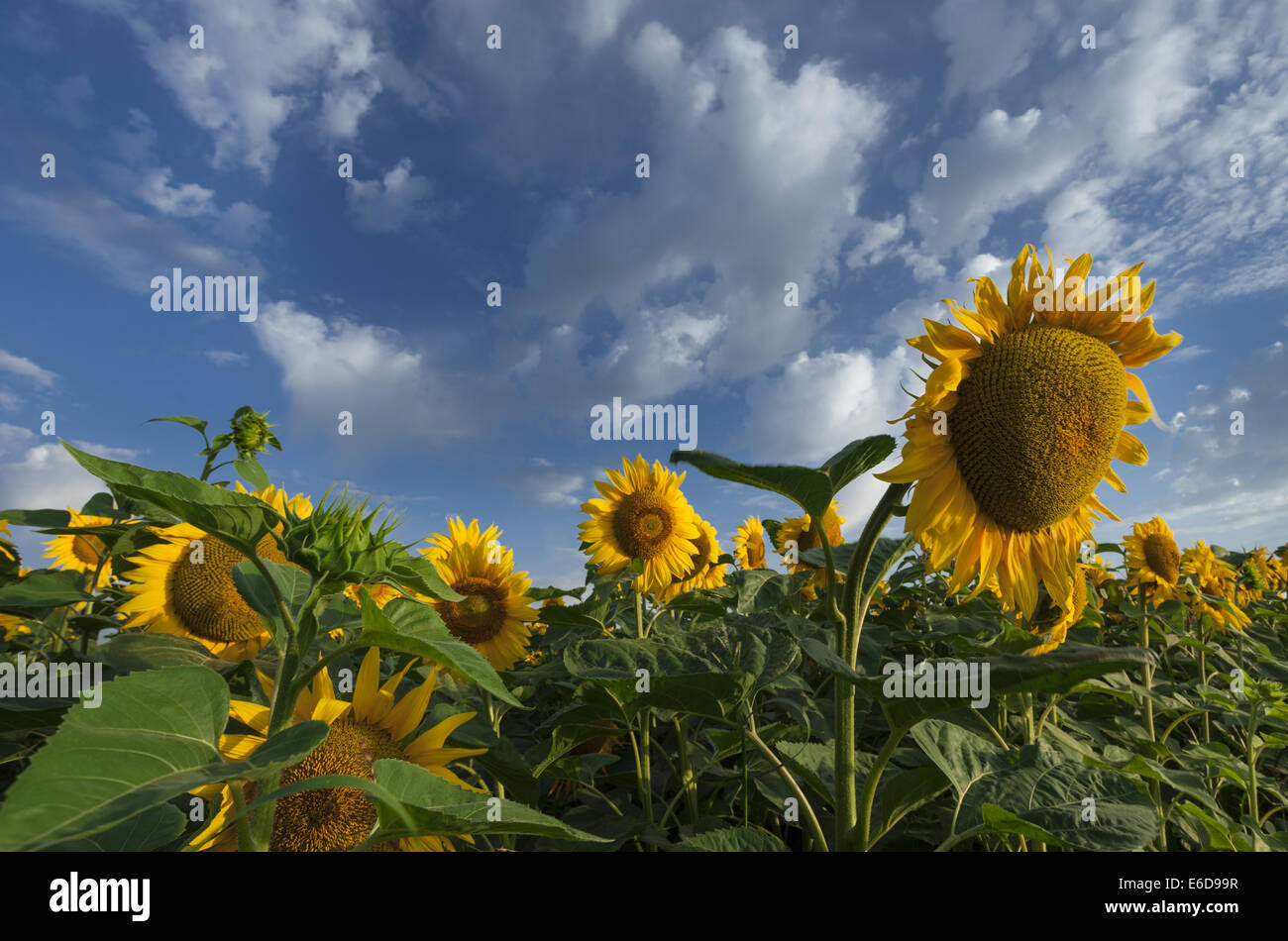 Summer field with yellow sunflowers Stock Photo