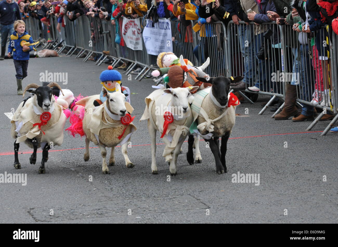 Moffat sheep hi-res stock photography and images - Alamy