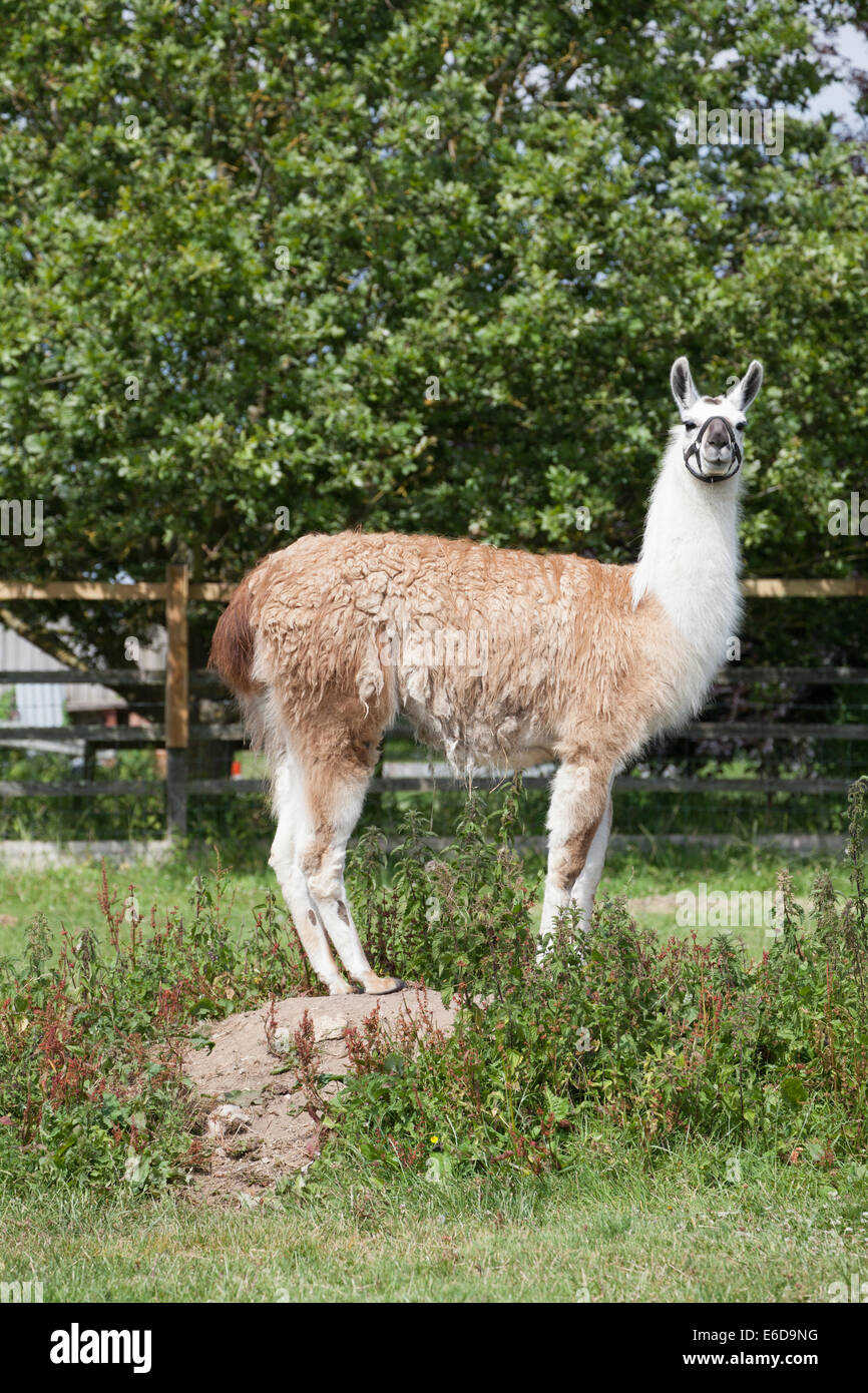 lIght brown and white coloured llama standing on rock in field, Isle of Wight, UK Stock Photo