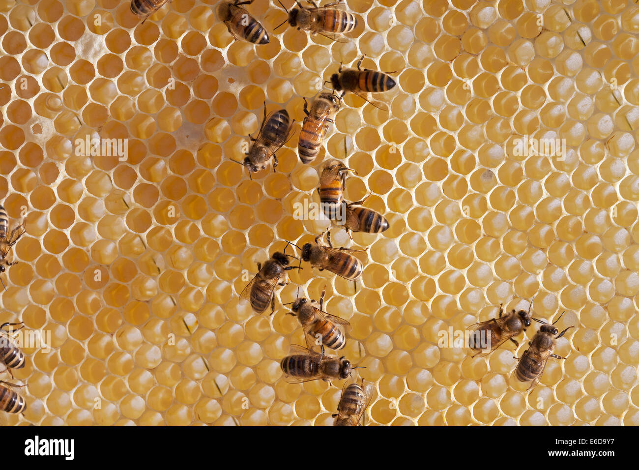 English worker honeybees in hive checking to make sure honey store is ready and capping cells with white beeswax. Hampshire, UK Stock Photo