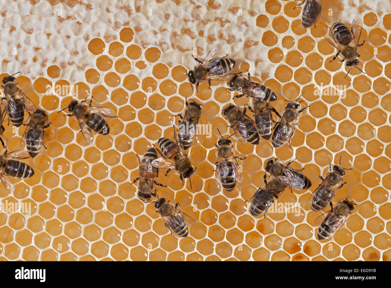 English worker honeybees in hive checking to make sure honey store is ready for capping with white beeswax. UK Stock Photo
