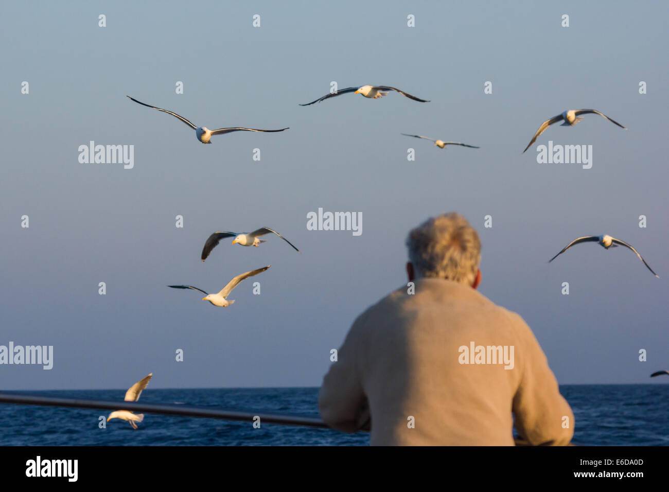 A man watches the gulls that follow behind a fishing boat on its return from its trip, Isles of Scilly, June Stock Photo