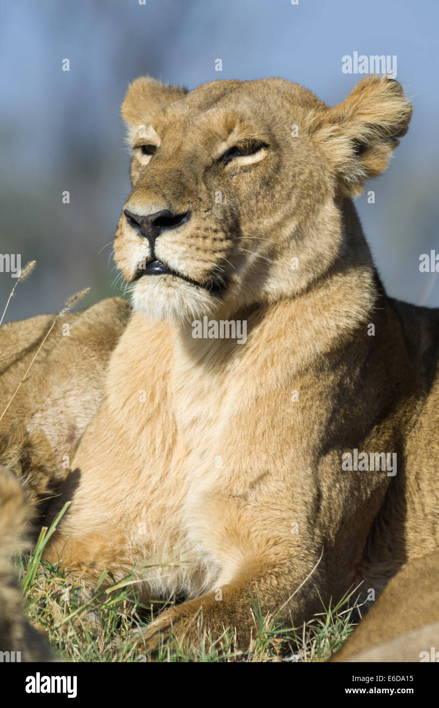 Lioness (Panthera leo leo) relaxing in the Moremi Game Reserve ...
