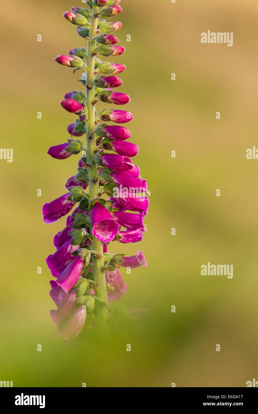 Common Foxglove Digitalis purpurea, the flowers of the common foxglove plant against a soft out of focus background, portrait or Stock Photo