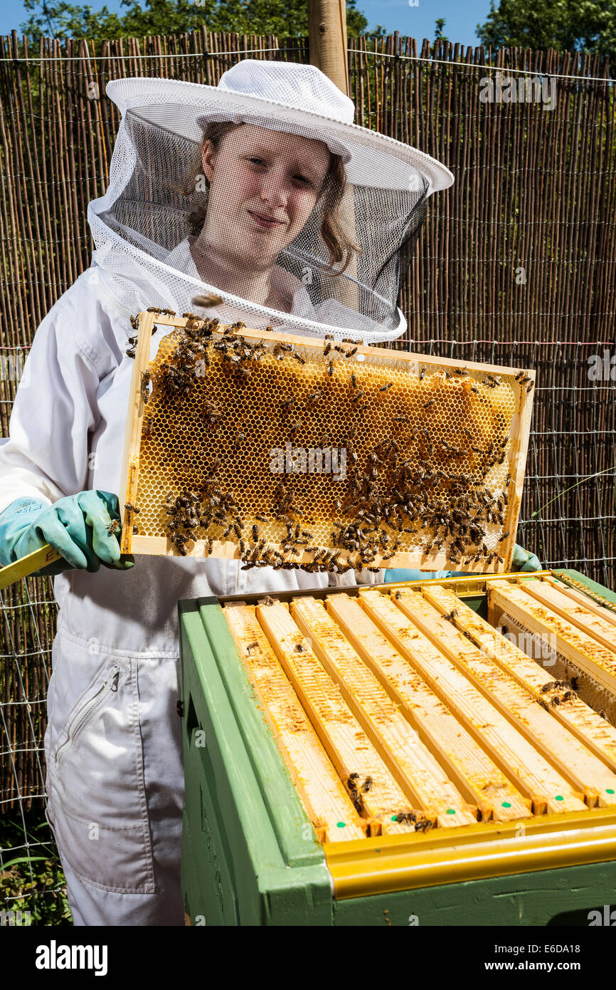 Young female beekeeper holding frame with honeycomb from inside beehive while checking bees and amount of honey. Hampshire, UK Stock Photo
