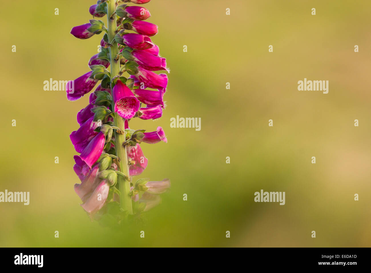 Common Fox glove Digitalis purpurea, the flowers of the common foxglove plant against a soft out of focus background, landscape Stock Photo