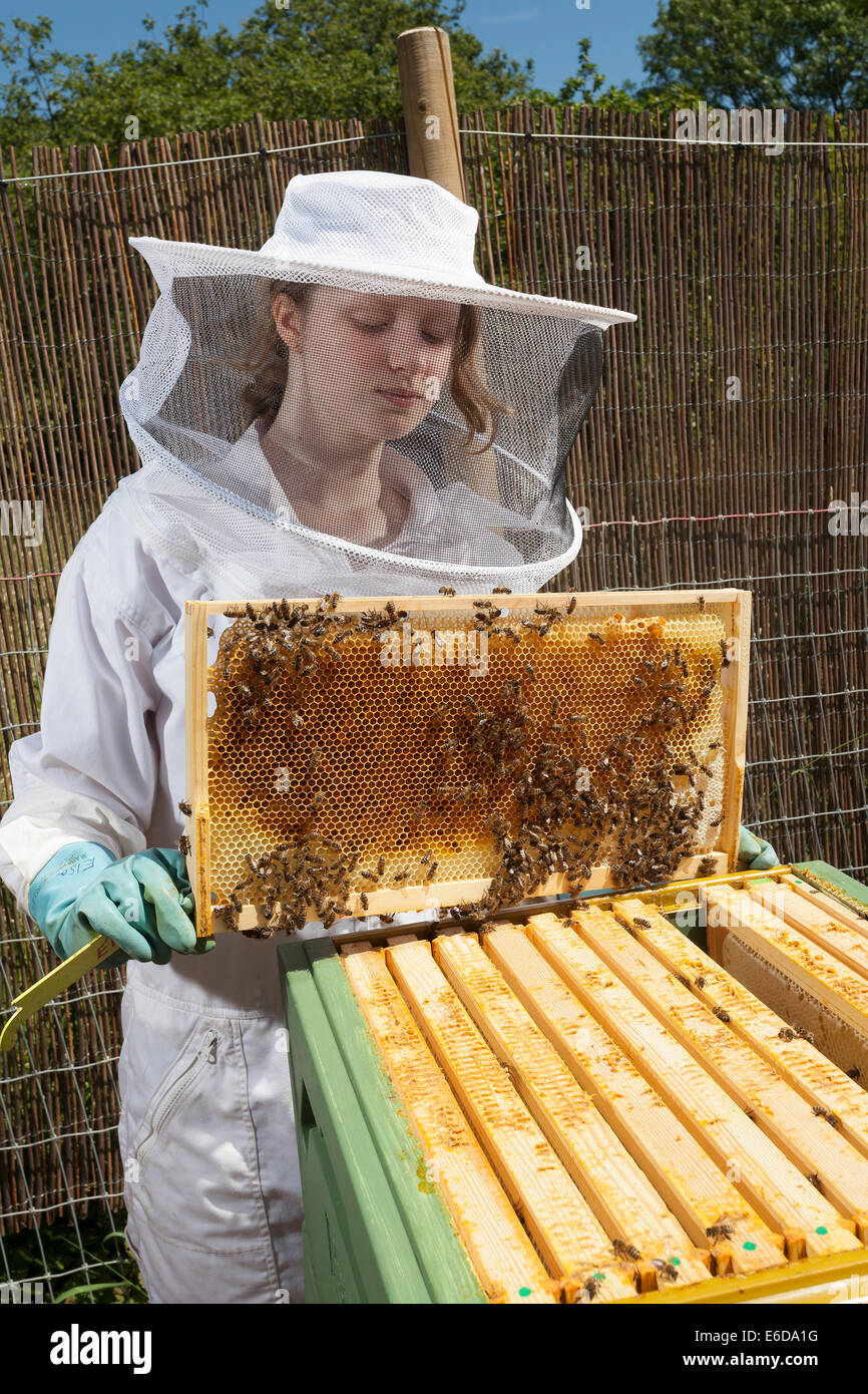 Young female beekeeper holding frame with honeycomb from inside beehive while checking bees and amount of honey. Hampshire, UK Stock Photo