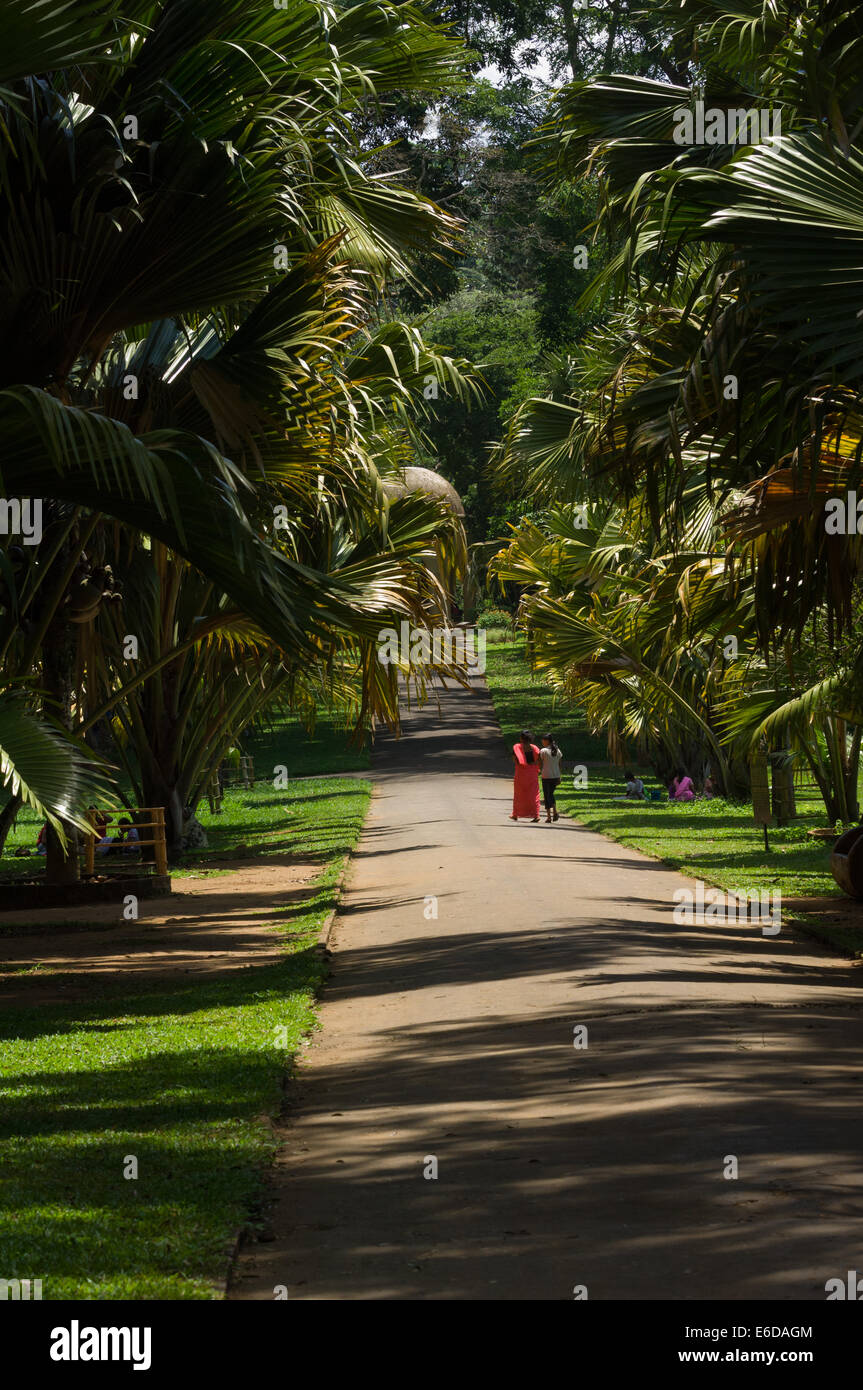 Local women walking down a shadowy path at the Royal Botanical Gardens, Peradeniya, near Kandy, Sri Lanka Stock Photo