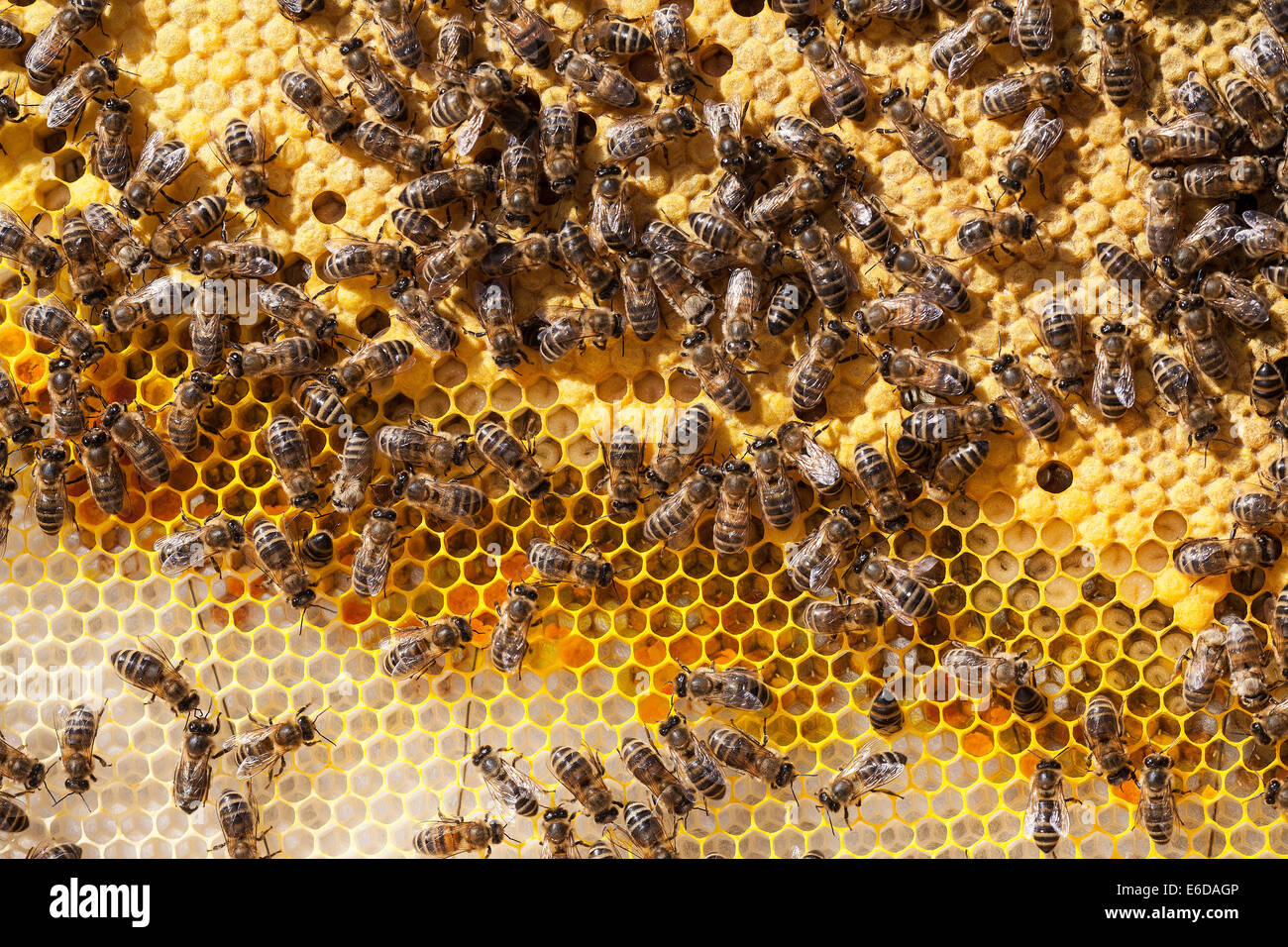 English worker honeybees in hive tending and feeding recently 7 day old hatched larvae, sealed brood and newly laid eggs. UK Stock Photo