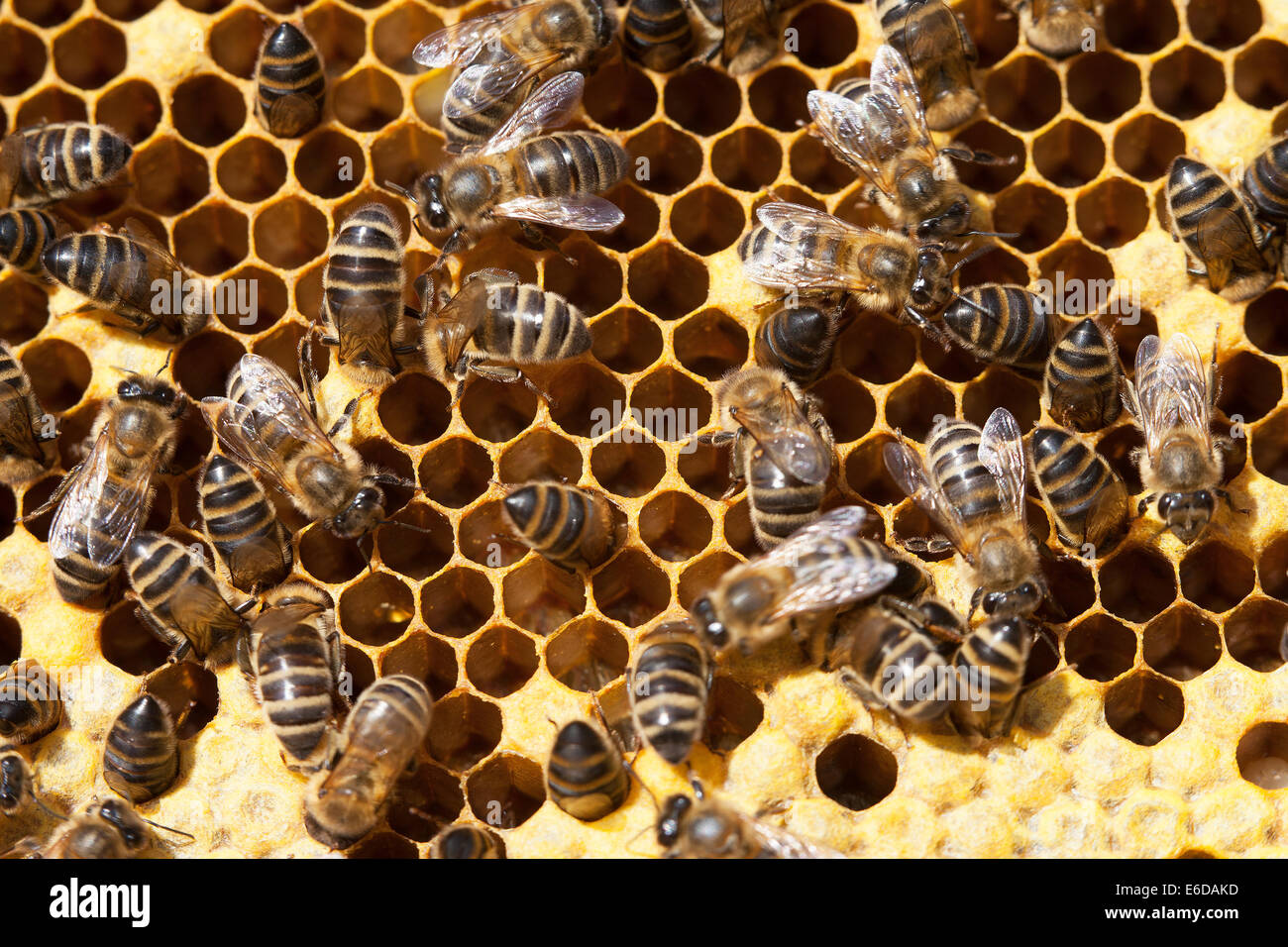 English worker honeybees in hive preparing and cleaning empty cells before egg laying by Queen Bee Stock Photo