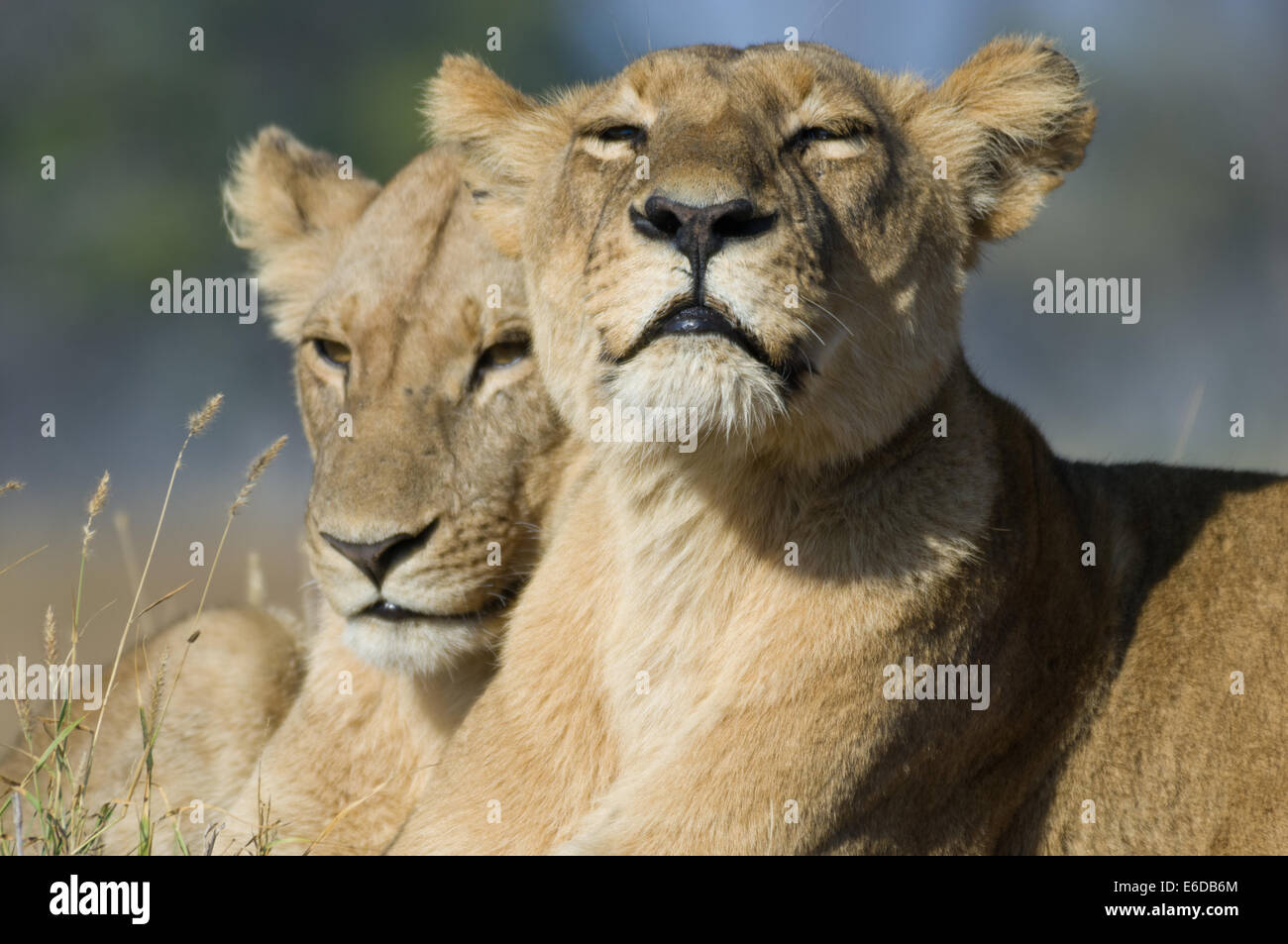 Lionesses (Panthera leo leo) relaxing in the Moremi Game Reserve ...