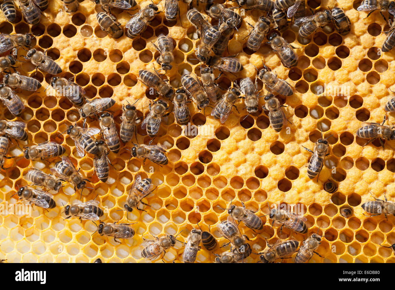 English worker honeybees in hive tending and feeding recently hatched