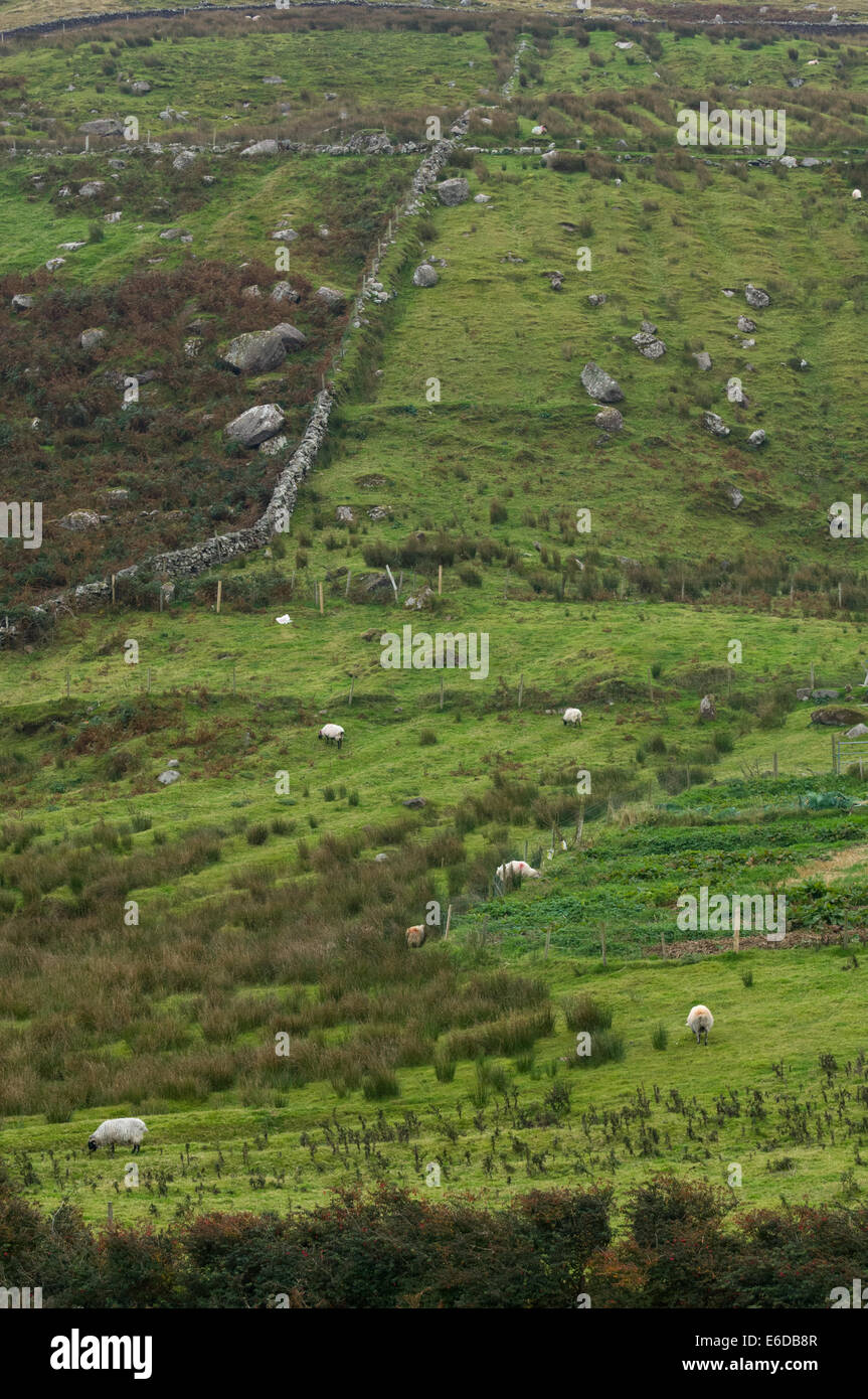 Sheep grazing in steep fields on Clare Island, Clew Bay, County Mayo, Ireland Stock Photo