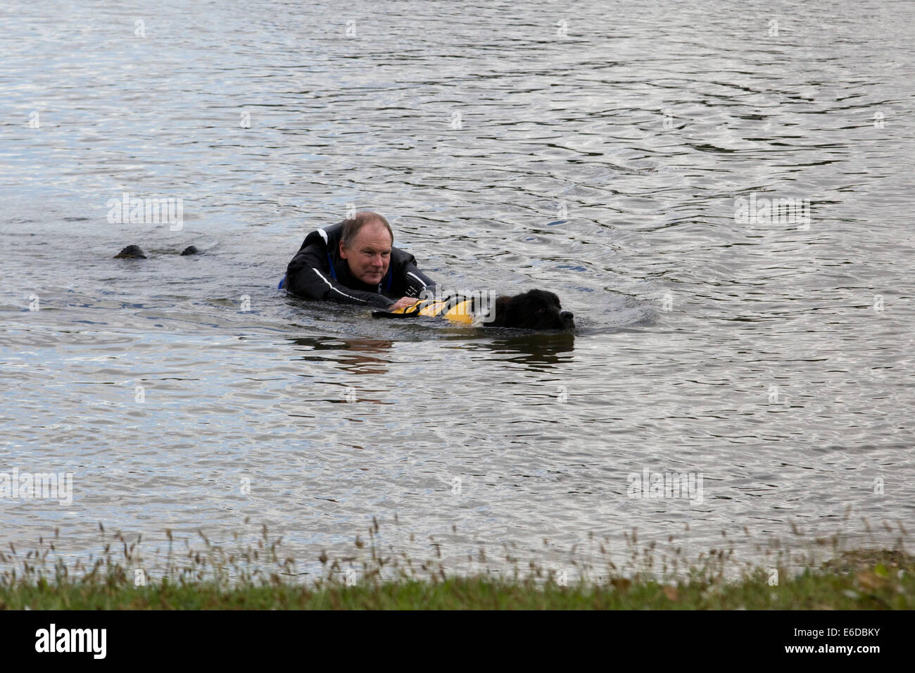 Newfoundland Dog rescuing a man in the water Stock Photo