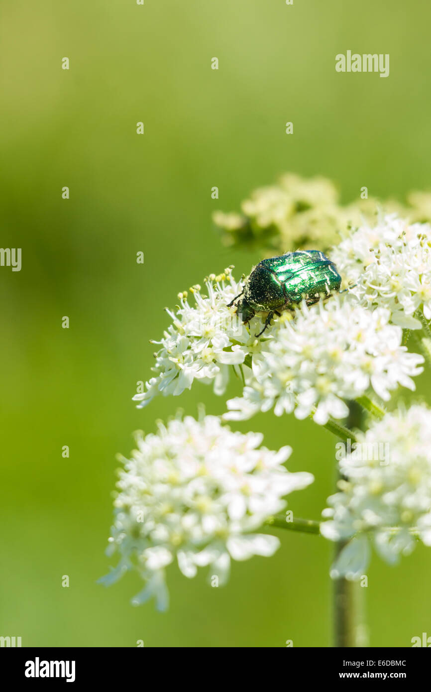 Rose Chafer Cetonia aurata, feeding on the flowers of a hog weed plant on the island of St. Mary's, Isles of Scilly, May Stock Photo