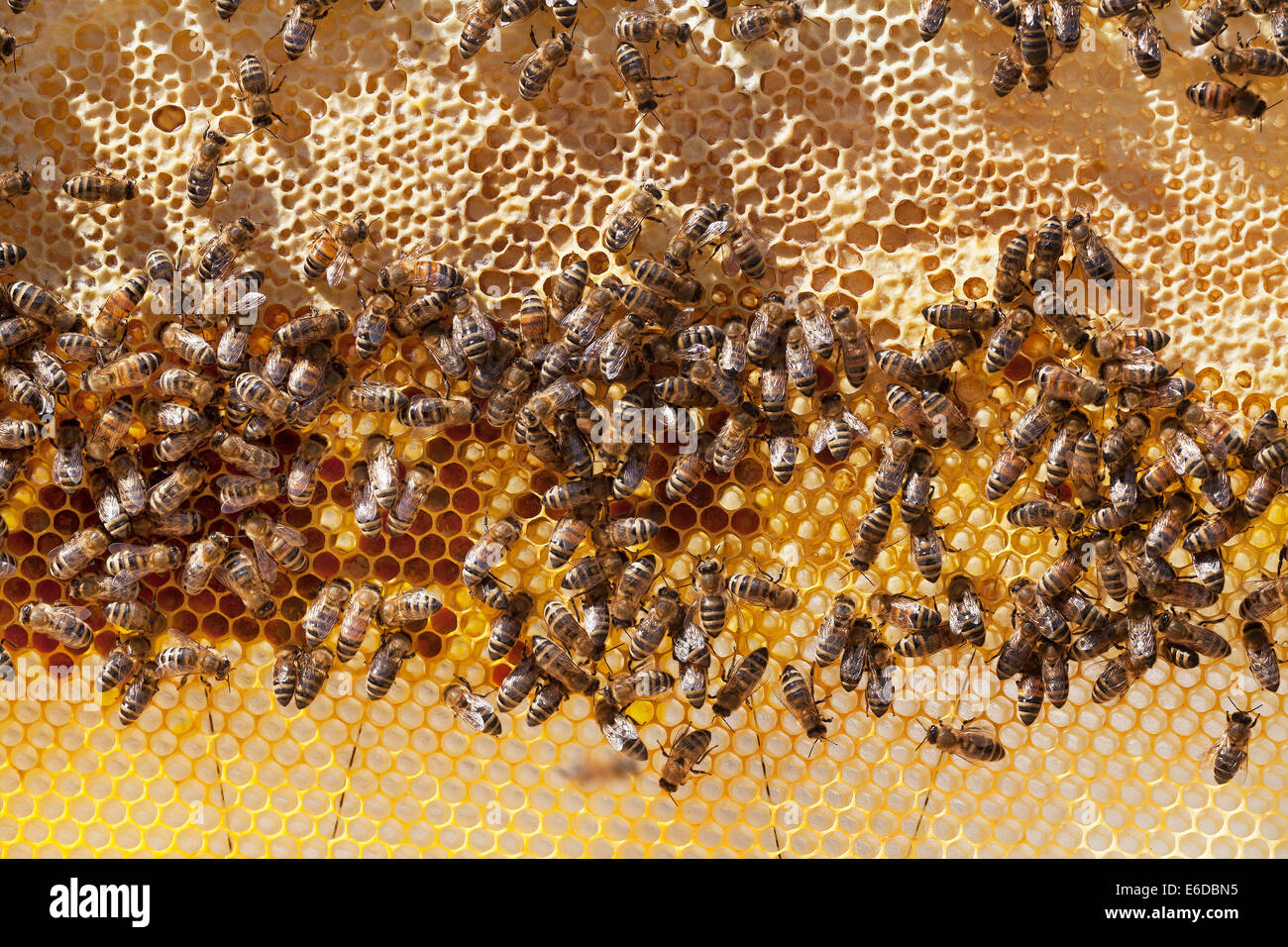 Beehive showing honey arch of sealed stored honey for winter above