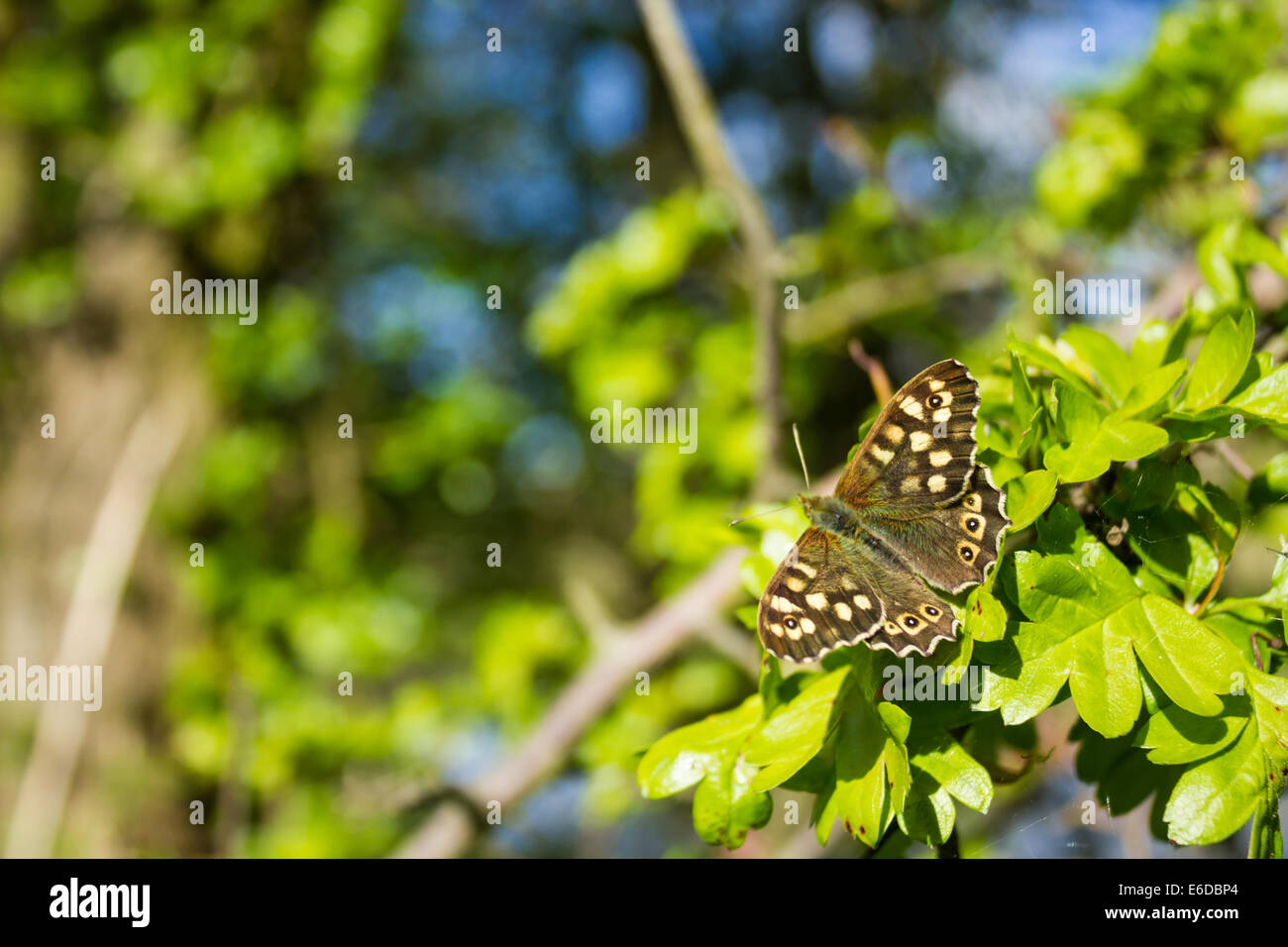 Speckled Wood Butterfly Pararge aegeria, warming up in the morning sun, Polesworth, April. Stock Photo