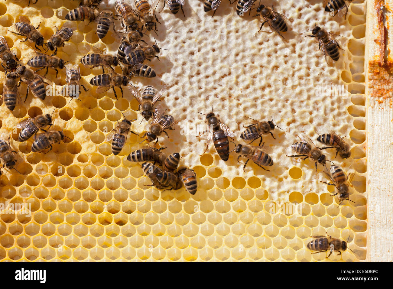 Queen Bee Centre Of Capped Honey Looking For Places To Lay Eggs Near Honey Arch Workers Feeding Brood Larvae In Cells Uk Stock Photo Alamy Queen Bee Centre Of Capped Honey Looking For Places To Lay Eggs Near Honey Arch Workers Feeding Brood Larvae In Cells Uk Stock Photo Alamy