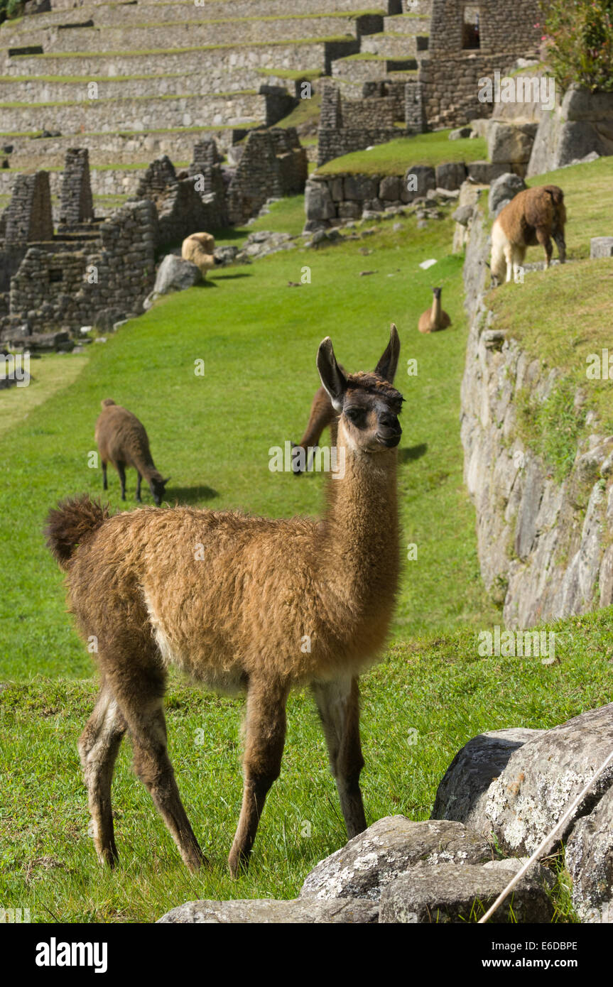 Llama llama glama hi-res stock photography and images - Alamy