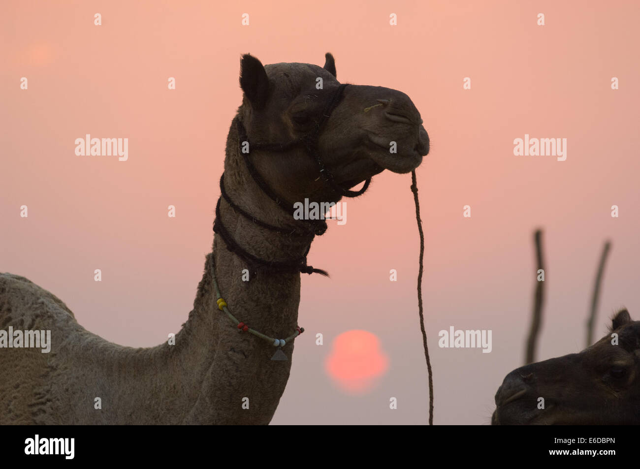 Camel with the setting sun, Pushlar Mela, Pushkar, Rajasthan, India Stock Photo