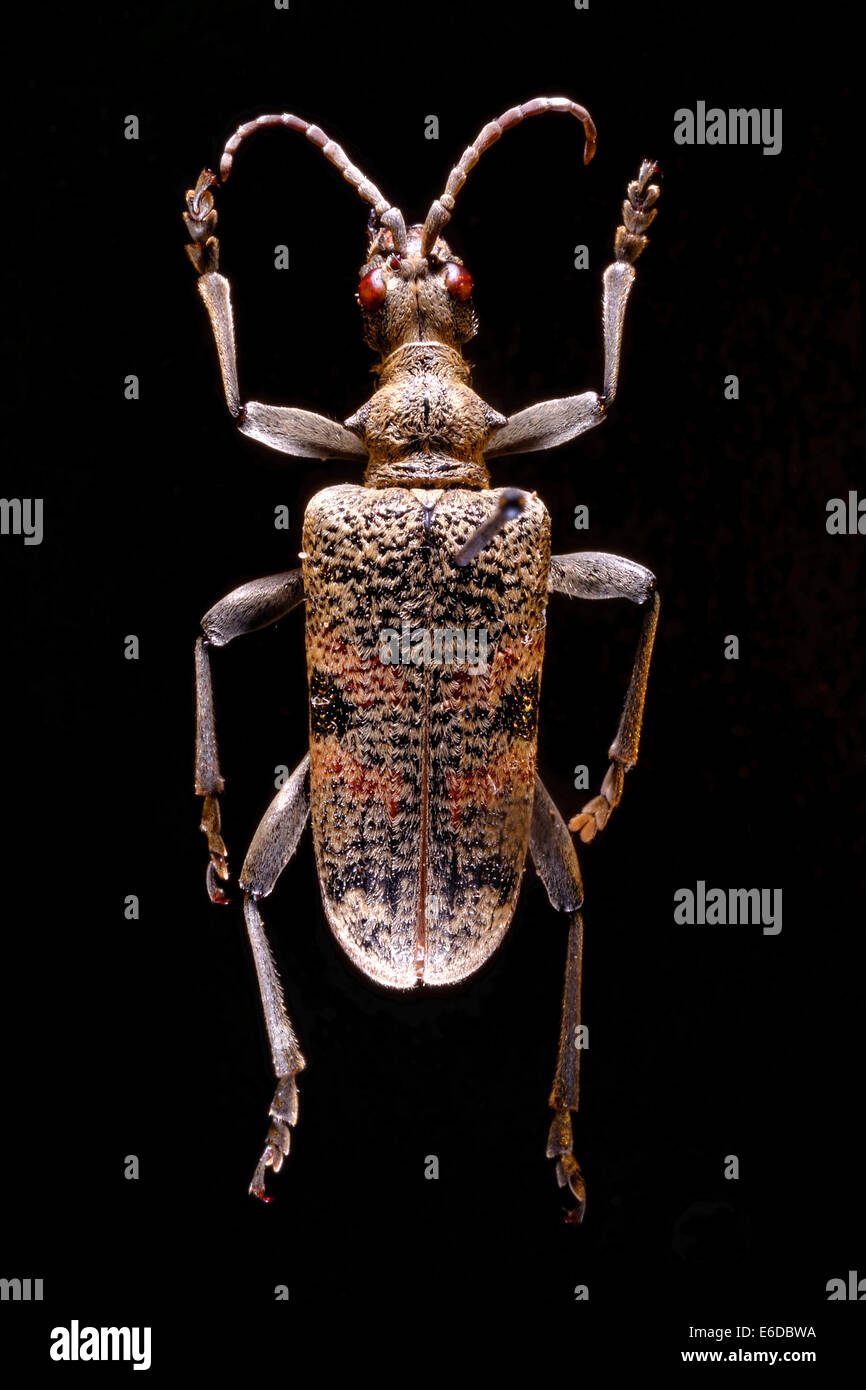 Ribbed Pine Borer (Rhagium inquisitor). Larvae of this species bore galleries in dead or damaged trees. Stock Photo