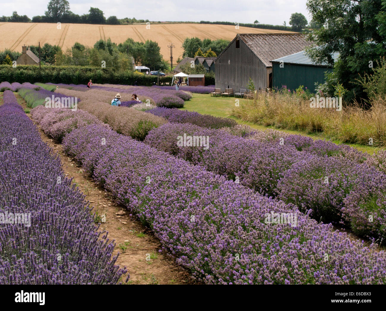 Cotswold Lavender, Snowshill, Worcestershire, UK Stock Photo