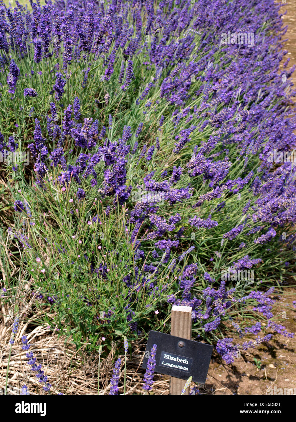 Elizabeth Lavender, L.angustifolia Stock Photo - Alamy