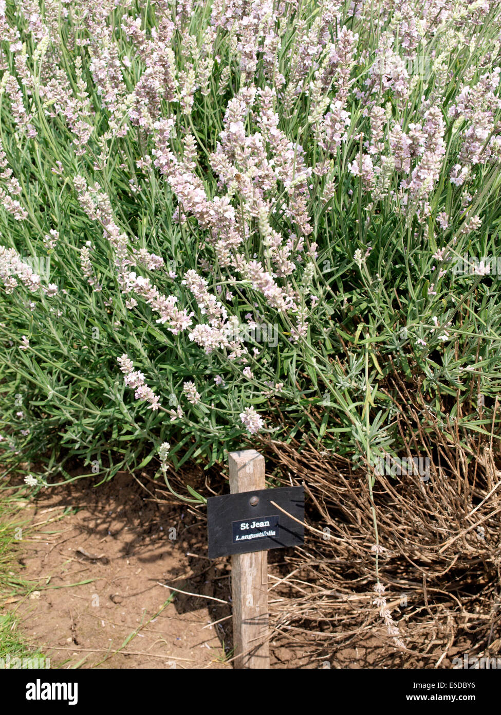 Lavender lavandula angustifolia hi-res stock photography and images - Alamy