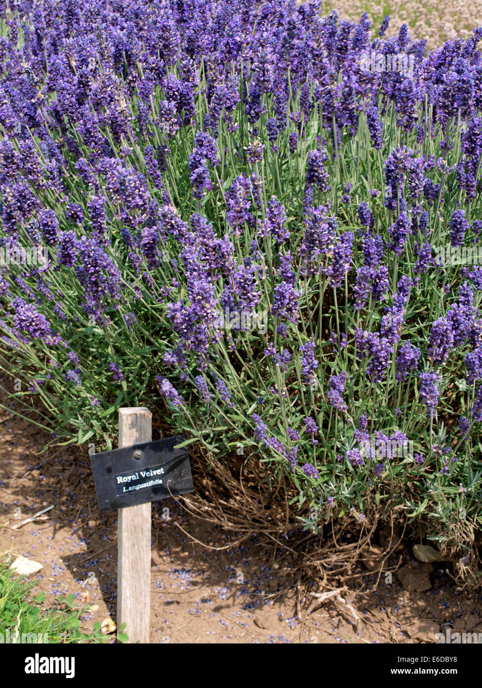 Lavender Royal Velvet, Lavandula angustifolia, L.angusifolia Stock