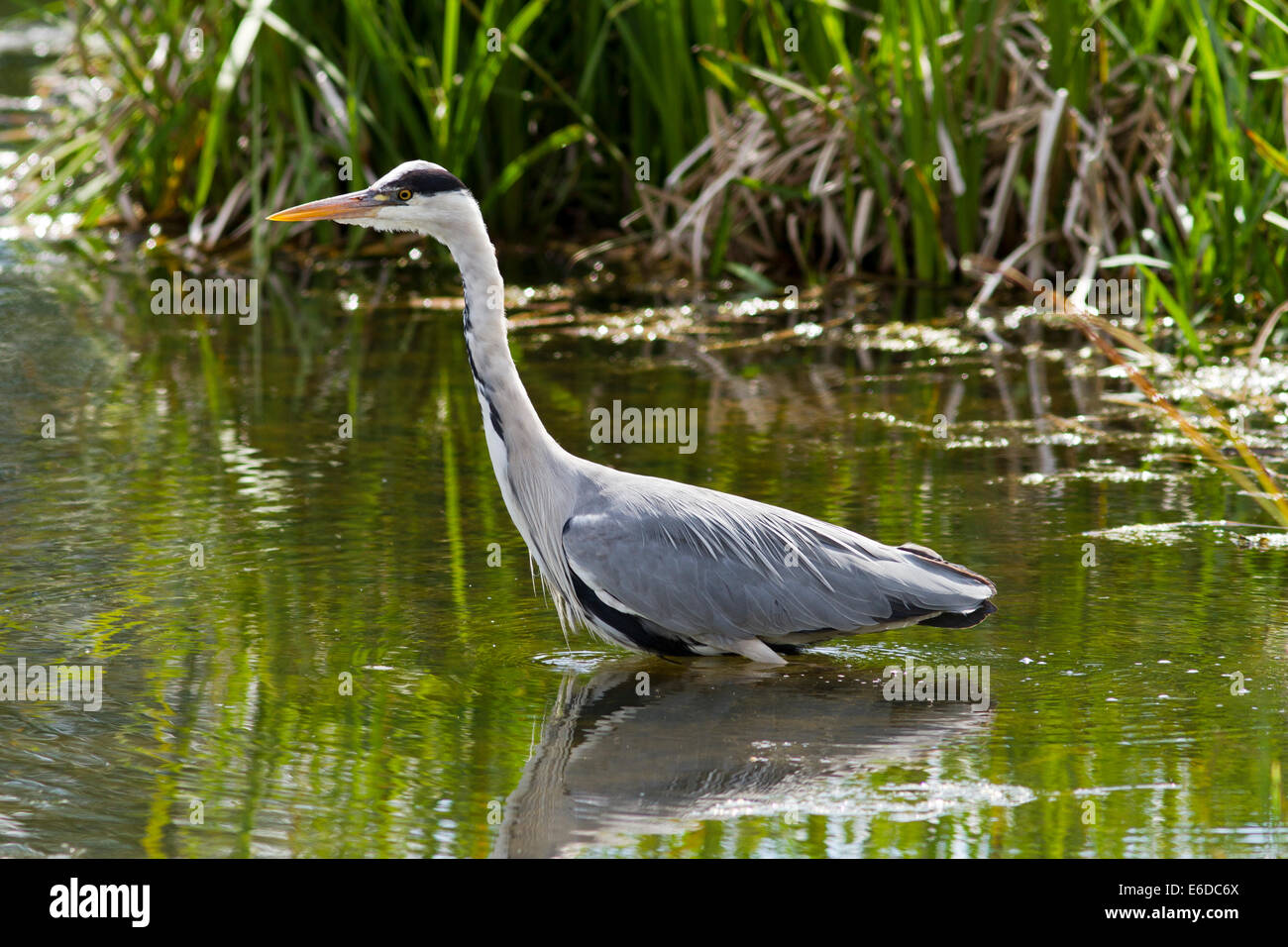 Grey Heron hunting prey at WWT London Wetland Centre Stock Photo Alamy