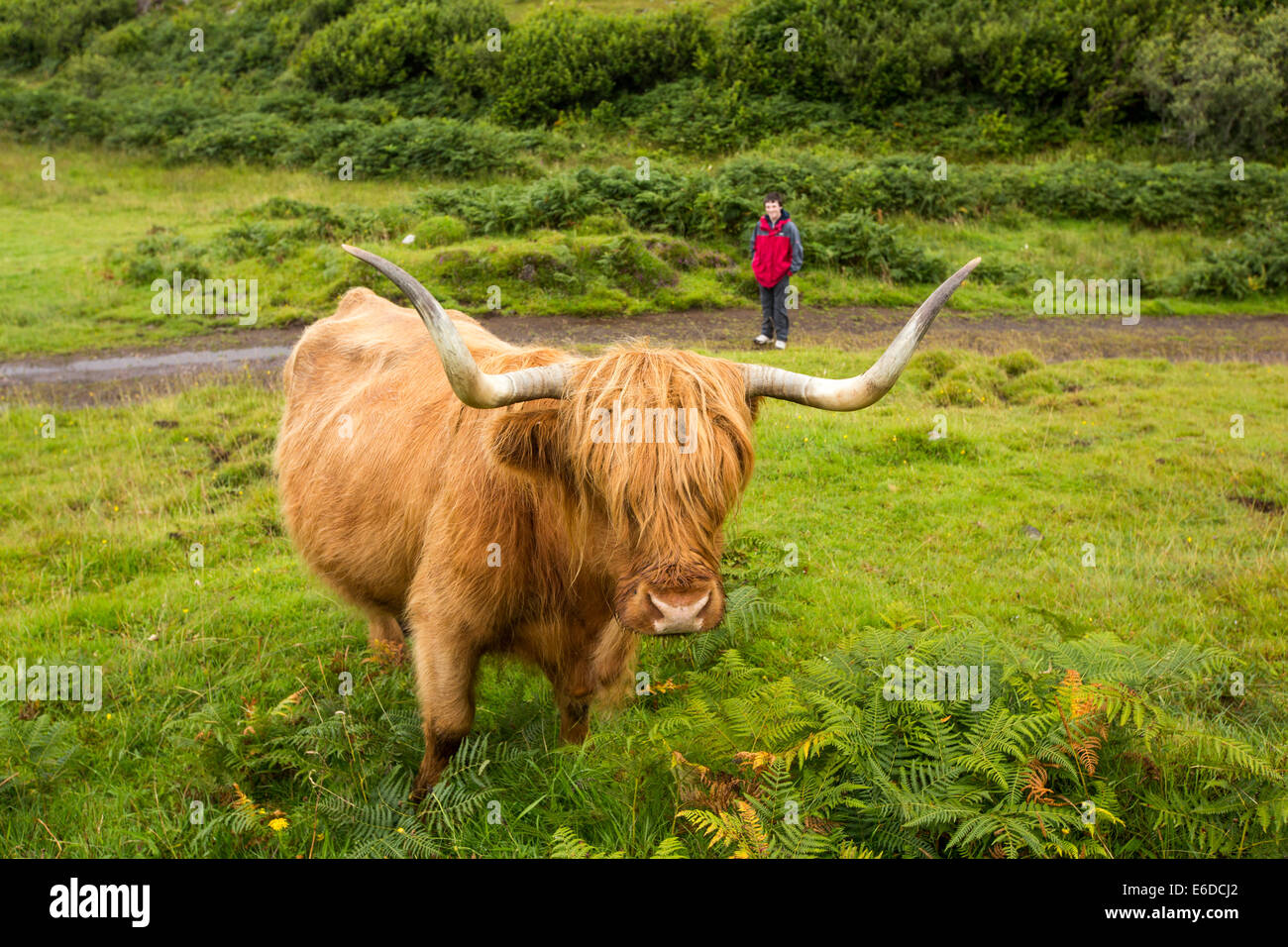 Highland cow isle mull scotland hi-res stock photography and images - Alamy