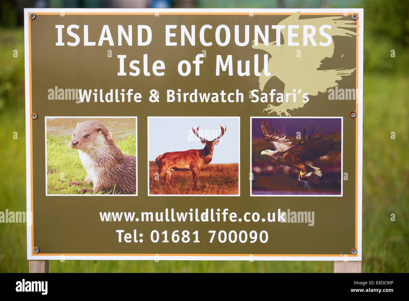 Wildlife tourism on Mull, Scotland, UK. Stock Photo