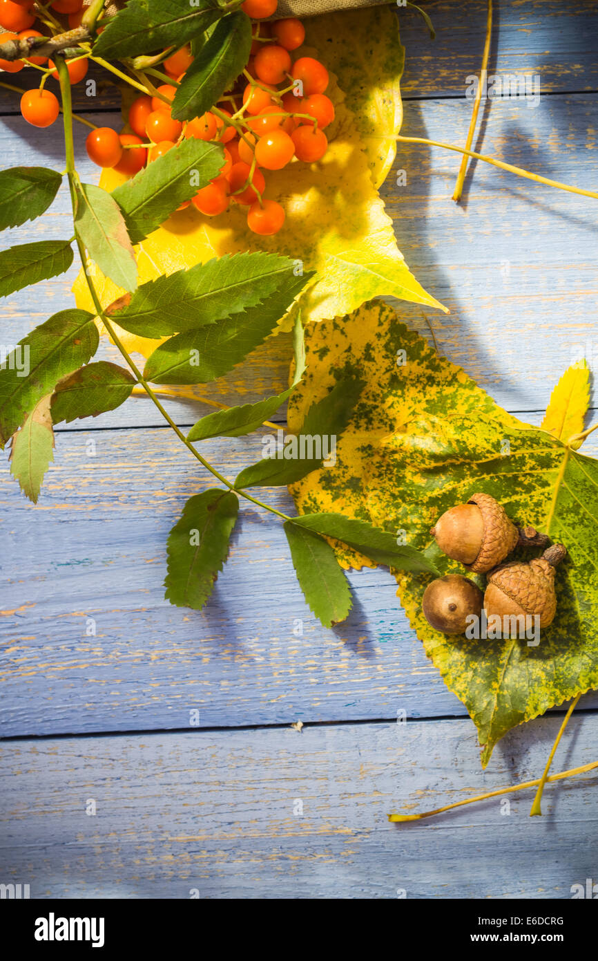 Autumn background: leaves and fruits on blue table Stock Photo - Alamy